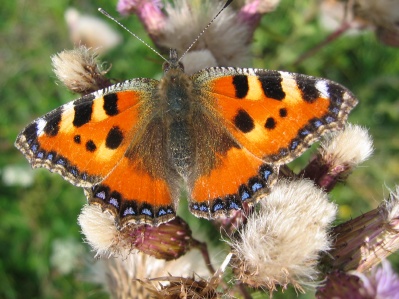 Aglais urticae