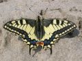 Mot Emanuel - celm menom Papilio machaon.